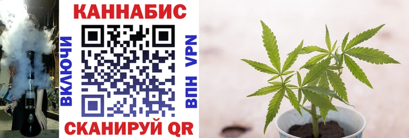 Бошки Шишки семена  Мамадыш 